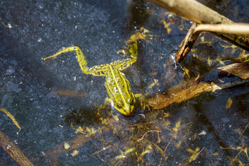  Pool frog Pelophylax lessonae during mating season in a pond