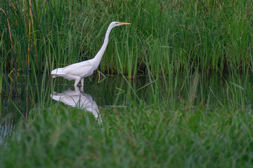 great blue heron ardea cinerea
