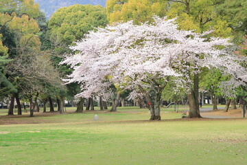 春の公園に咲く桜