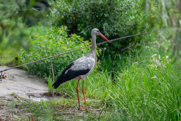 white stork ciconia