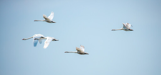 Flying swans in the blue sky. Waterfowl at the nesting site. A flock of swans walks on a blue lake.