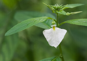 Beautiful close-up of a hybanthus communis flower