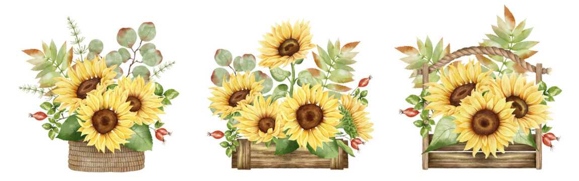 Watercolor bouquet with sunflower yellow flowers, eucalyptus, leaves and plants. Autumn arrangements set. Fall botanical illustration.
