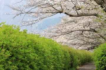満開の桜並木