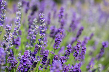 Spring lavender flowers under sunlight. Lilac flowers close up. Beautiful landscape of nature with a panoramic view. Hi spring. long banner