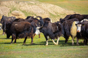 A herd of yaks graze in the mountains. Himalayan big yak in a beautiful landscape. Hairy cow cattle wild animal in nature in Tibet. Sunny summer day in the wild. Farm animal in Nepal and Tibet.
