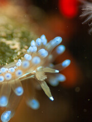 Nudibranquio con todo su colorido entre el arrecife de roca del mar mediterráneo
