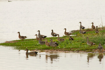 Descubre la belleza serena de un delta en un parque natural mientras un grupo de patos se reúne en...
