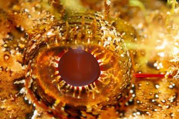 Escórpora camuflada en el fondo del mar mediterráneo.