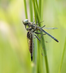 Robber fly eating a dragonfly.Asilidae are the robber fly family, also called assassin flies.this macro photo was taken from Bangladesh. 
