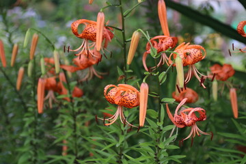 夏の花、コオニユリ。