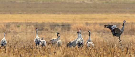Common Crane (Grus grus) in field