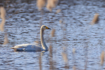 Whooper Swan(Cygnus cygnus) in water