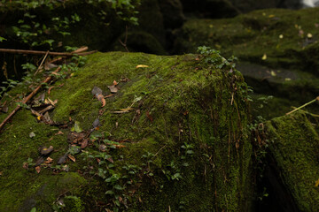 Forest landscape in the Brazilian Atlantic Forest - Photograph taken in Faxinal do Céu - Paraná - Brazil