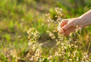 Hand taking, collecting herbal flowers, field plants