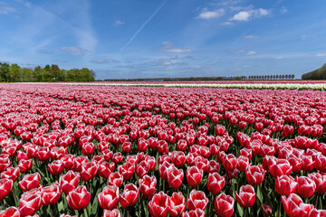 field with red and white triumph tulips (variety ‘Energy4All’) in Flevoland, Netherlands