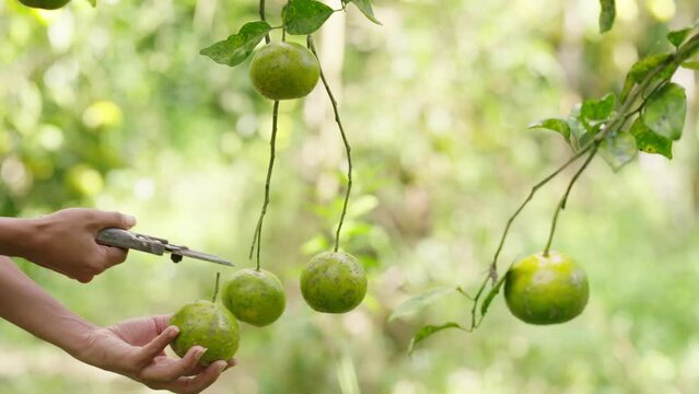 Asian farmer harvests ripe bang mot tangerine, thailand citrus fruit