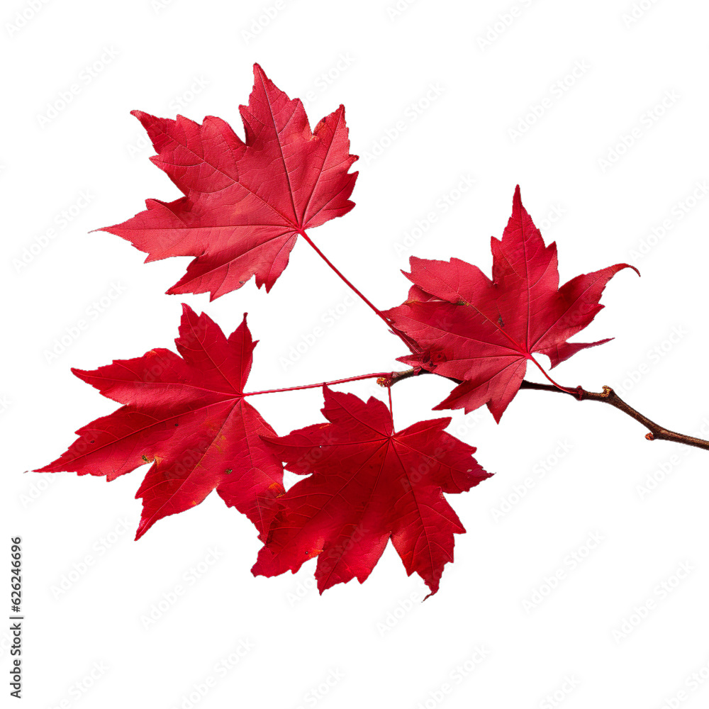 Wall mural side view of maple branch foliage - maple leaves foliage