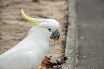 Sulphur-Crested Cockatoo Eating a Nut