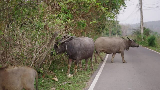 Four bubalus bubalis eating by the roadside