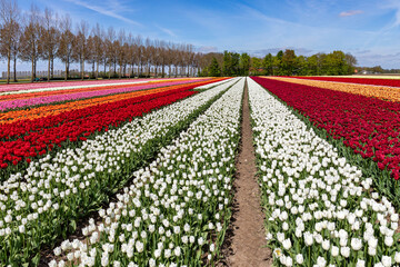 tulip field in Flevoland, Netherlands