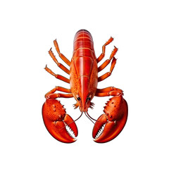 A cooked lobster on a white background