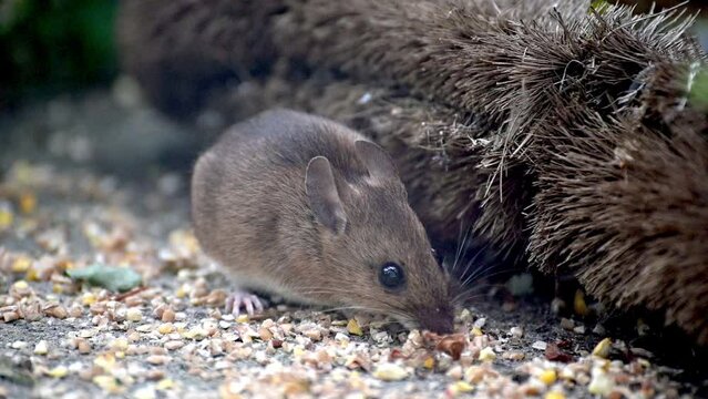 Wood Mouse (Apodemus sylvaticus) male eating birdseed on the paving of a back garden. June, Kent, UK [Half speed]