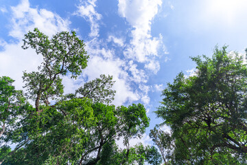 .spring oak branches on the blue sky