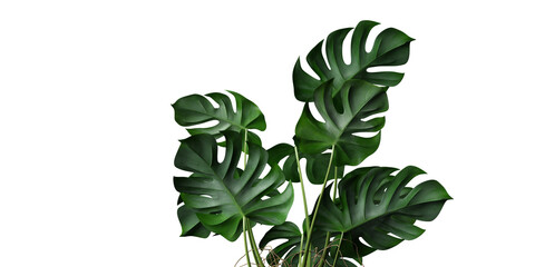 isolated plant and tropical leaves on transparent background