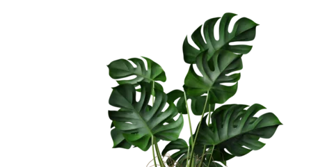 Zelfklevend Fotobehang Monstera isolated plant and tropical leaves on transparent background