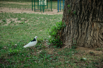 beautiful white and colored pigeons were looking for food in the grass on a playground