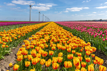 field with yellow and red triumph tulips (variety ‘Striped Belona’) in Flevoland, Netherlands - obrazy, fototapety, plakaty