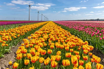 Keuken spatwand met foto field with yellow and red triumph tulips (variety ‘Striped Belona’) in Flevoland, Netherlands © Björn Wylezich
