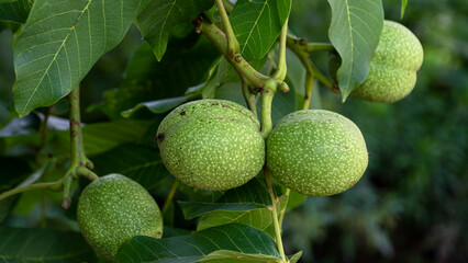 Walnuts in green peel on a tree branch.