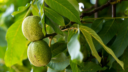 On a branch of a tree are two green unripe walnuts. Walnuts in green peel on a tree branch.