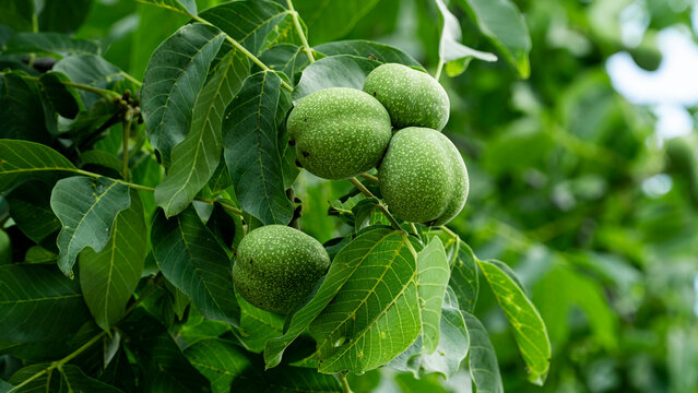 Walnuts in green peel on a tree branch. Walnuts in a green shell.