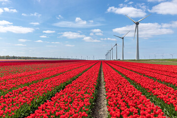 field with red and yellow triumph tulips (variety ‘Verandi’) in Flevoland, Netherlands