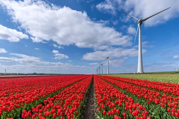 Keuken spatwand met foto field with red and yellow triumph tulips (variety ‘Verandi’) in Flevoland, Netherlands © Björn Wylezich