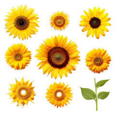 Different view of Sunflower Helianthus set collection