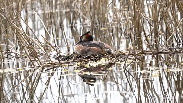Great grebe sits on the nest. The great crested grebe (Podiceps cristatus) is a member of the grebe family of water birds noted for its elaborate mating display.