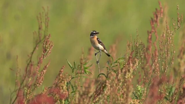 A beautiful bird sits on a stalk of grass. The bird holds a live insect in its beak. Slow Motion (120 fps). Beautiful background. The whinchat (Saxicola rubetra) is a small migratory passerine bird.