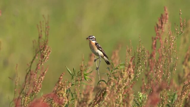 A beautiful bird sits on a stalk of grass. The bird holds a live insect in its beak. Slow Motion (120 fps). Beautiful background. The whinchat (Saxicola rubetra) is a small migratory passerine bird.