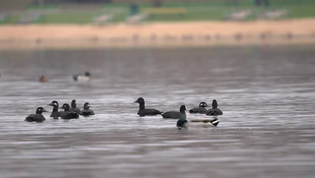 A flock of velvet scoter swims in a pond. Slow motion (120fps). The velvet scoter (Melanitta fusca), also called a velvet duck, is a large sea duck.