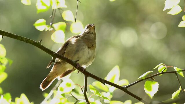 The nightingale sings and sways on a branch. Close-up, slow motion (120 fps). The thrush nightingale (Luscinia luscinia), also known as the sprosser, is a small passerine bird.