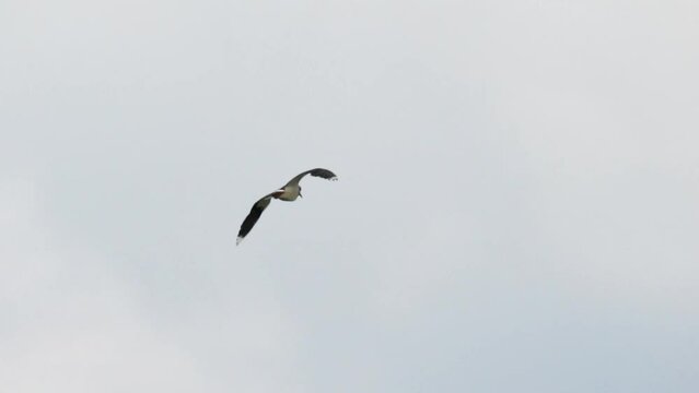 Flight of the lapwing. Slow motion (120 frames per second). The northern lapwing (Vanellus vanellus), also known as the peewit or pewit, tuit or tewit, green plover.