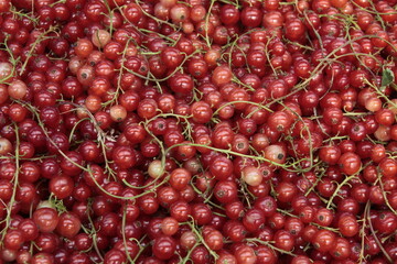 clusters of red currant fruits from a garden in summer