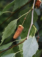 brown,dry seeds of birch tree close up