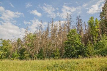 Dead spruce trees (due to drought, bark beetle) at a forest at Hildburghausen, Thueringen, Germany