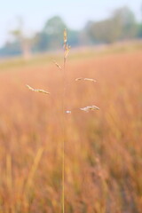 Fototapeta premium A picture of dry, brownish grass with a blurred background, featuring grass flowers.