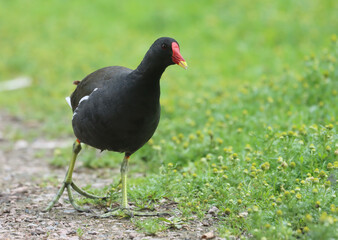 Common moorhen